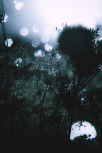 Close-up of tree against sky during winter