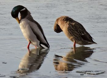 Ducks on a lake