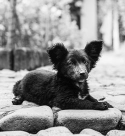 Portrait of dog sitting outdoors