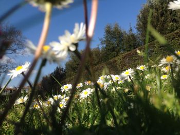 Close-up of white flowers blooming in field