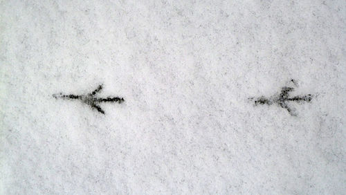 Close-up of snow on land