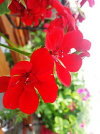 Close-up of red flowers