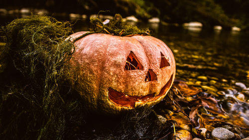 Real halloween pumpkin 