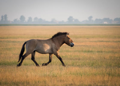Horse in field