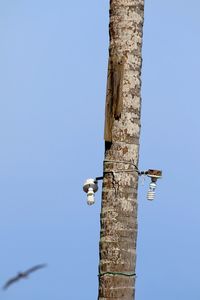 Low angle view of tree against clear blue sky