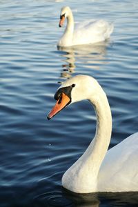 Bird in water