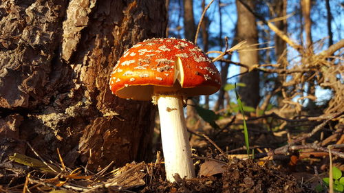 Close-up of fly agaric mushroom on field