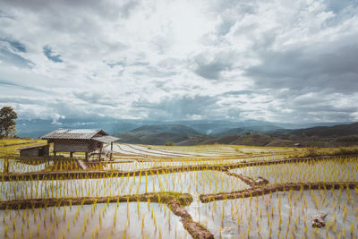 Scenic view of agricultural field against sky