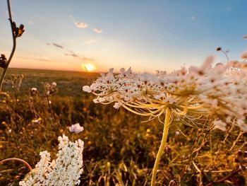 Close-up of white flowering plant on field against sky during sunset