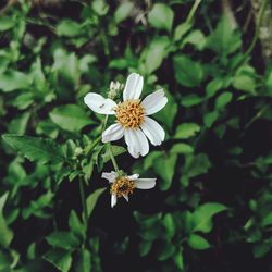 Close-up of white flowering plant