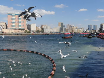 Seagulls flying over sea in city