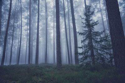 Pine trees in forest