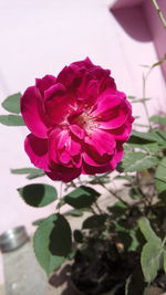 Close-up of pink flowers