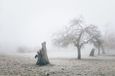 Trees on field against sky during winter