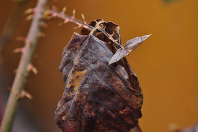 Close-up of dry leaf during autumn