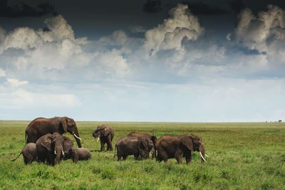 Scenic view of grassy field against cloudy sky