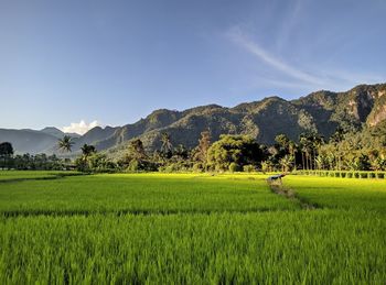 Scenic view of agricultural field against sky