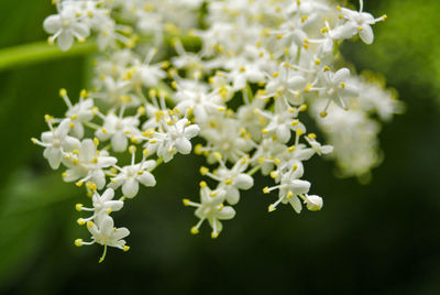 Close-up of white flowers