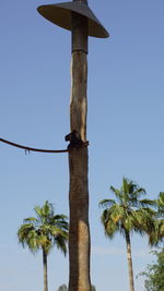 Low angle view of palm tree against clear blue sky