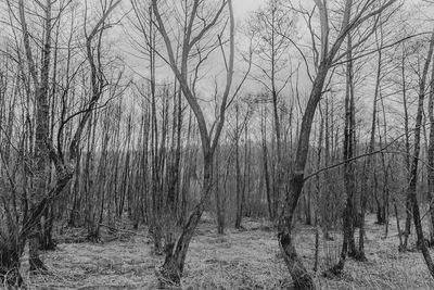 Bare trees in forest