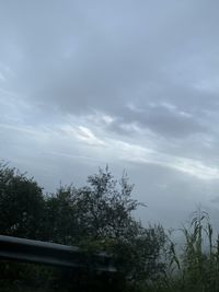 Low angle view of trees against sky