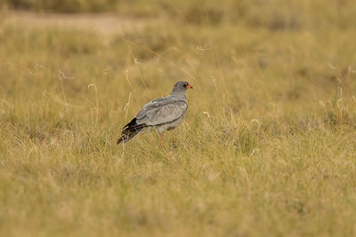 Bird perching on a field