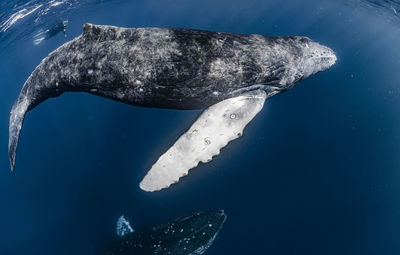 Mother and calf humpback whale