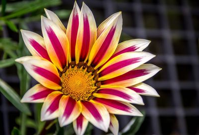 Close-up of pink flower