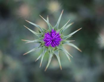 Close-up of purple flower