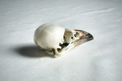High angle view of animal skull