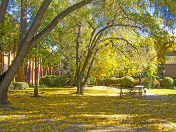 Trees in park