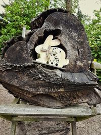 Close-up of logs on tree stump