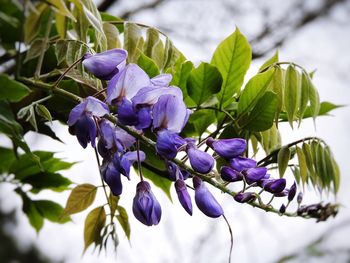 Close-up of fresh purple flowers