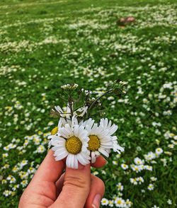 Close-up of hand holding daisy flowers