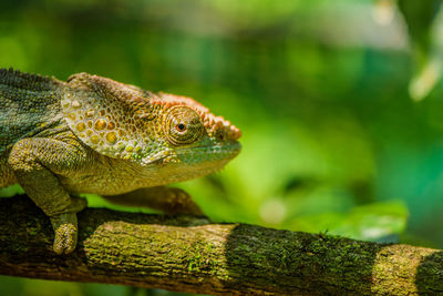 Close-up of lizard