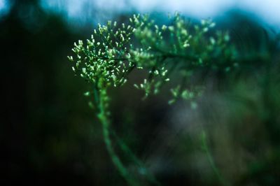 Close-up of water drops on plant