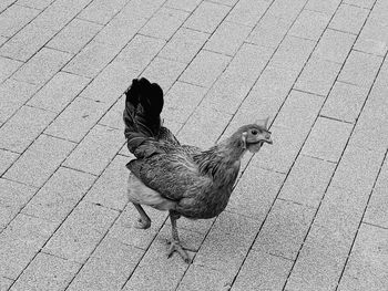 High angle view of bird on footpath