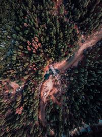 Close-up of tree in forest