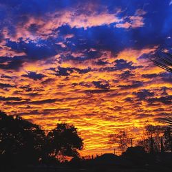 Silhouette of trees against dramatic sky