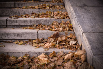 Stack of dry leaves on wood