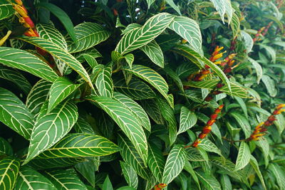 Full frame shot of plants