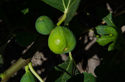 Close-up of fruit growing on plant