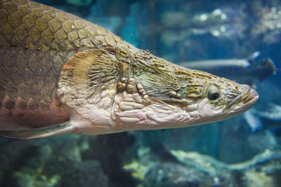 Close-up of fish swimming in aquarium