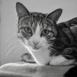 Close-up portrait of a cat
