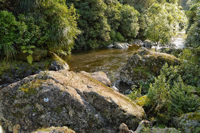 Stream flowing through rocks in forest