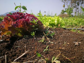 Close-up of flowers growing in field