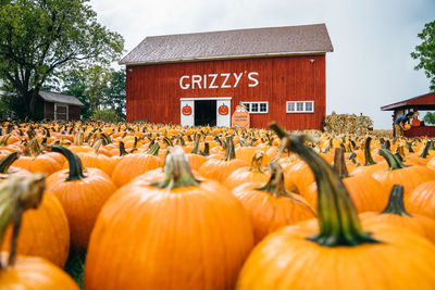 Pumpkins on field against sky