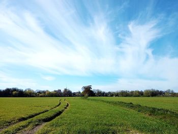 Scenic view of agricultural field against sky