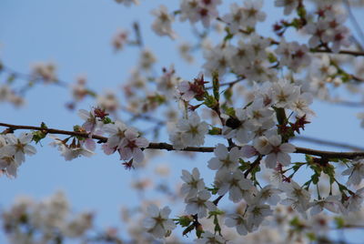 Low angle view of cherry blossom tree