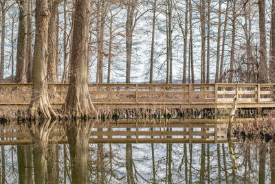 Reflection of bare trees in lake